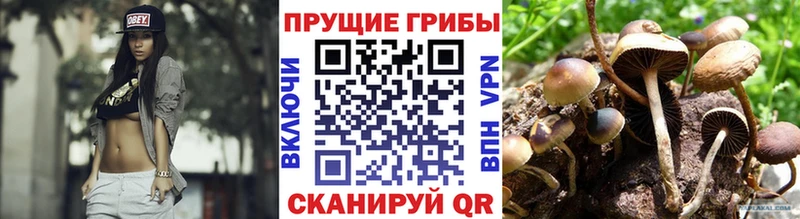 блэк спрут ссылка  Тетюши  Галлюциногенные грибы Psilocybe 
